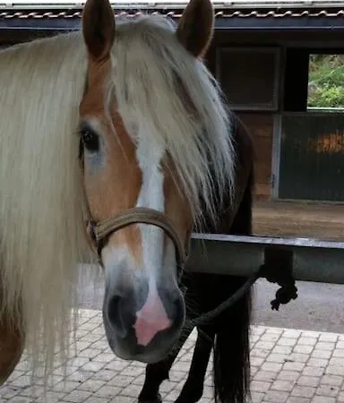 Daire Zillertal Panorama Blick Balkon Sauna